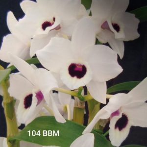 Dendrobium 104 BBM
