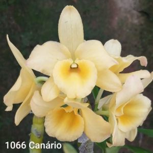 Dendrobium 1066 Canário