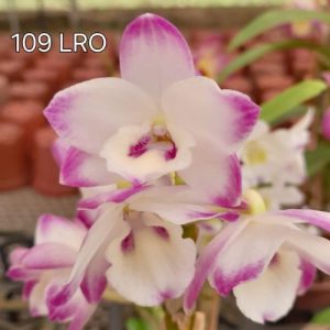 Dendrobium 109 LRO