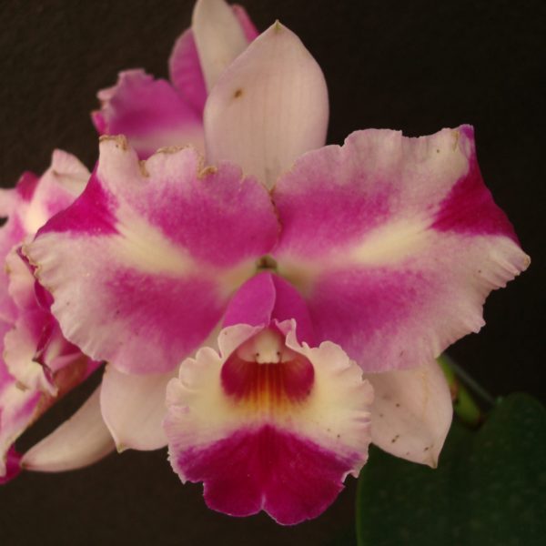 Blc. Nobile's Flash 'April'