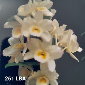 Dendrobium 261 LBA