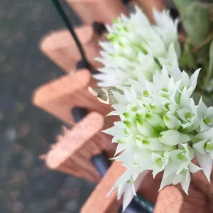 Dendrobium capituliflorum