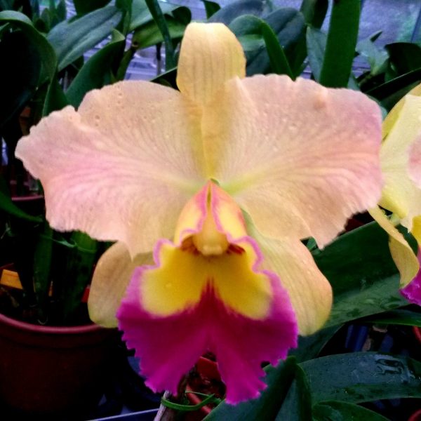 ゴールドノビレ Blc. Nobile's Golden Top - Nobile Orquídeas Guararema
