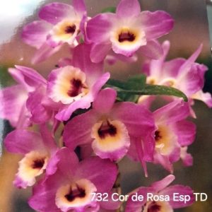 Dendrobium 732 Cor de Rosa TD