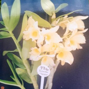Dendrobium AM TD