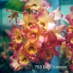 Dendrobium 753 Belo Salmon