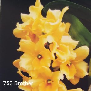 Dendrobium 753 Brother