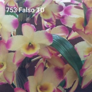 Dendrobium 753 Falso Tardio