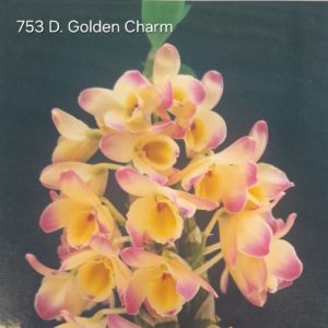 Dendrobium Golden Charm