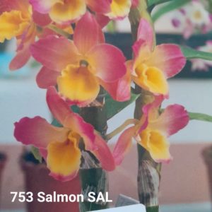 Dendrobium Salmon SAL