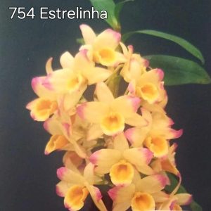 Dendrobium 754 Estrelinha