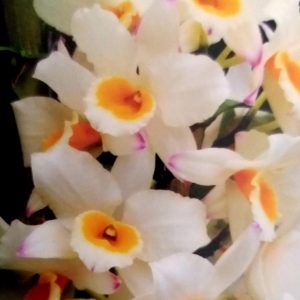 Dendrobium 754 RADIANTE