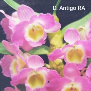 Dendrobium Ant Lead RA