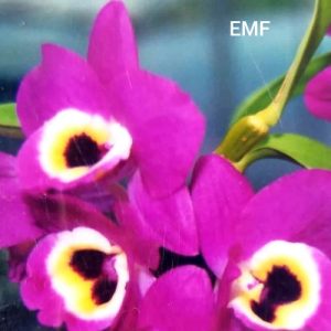 Dendrobium EMF