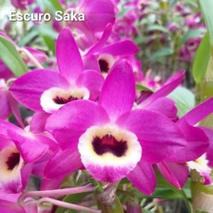 Dendrobium Escuro SAKA