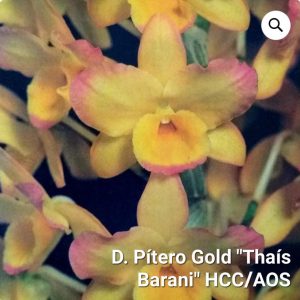 Dendrobium Pítero Gold 'Thaís Barani' HCC/AOS