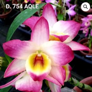 Dendrobium 754 AQLE