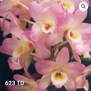 Dendrobium 623 TARDIO