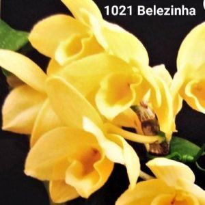 Dendrobium 1021 BELEZINHA