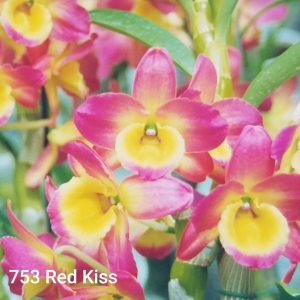 Dendrobium 753 Red Kiss