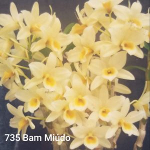 Dendrobium 735 Bam Miúdo