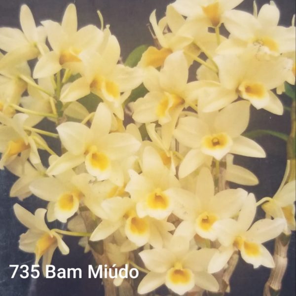 20 D. nobile híbrido DIFERENTES ENTRE SI - Imagem 12