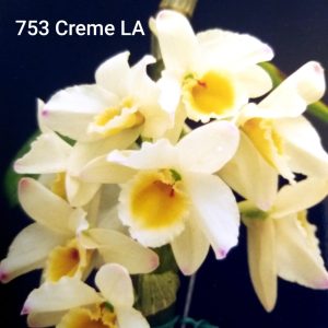Dendrobium 754 Creme LA
