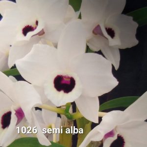 Dendrobium 1026 SEMI ALBA