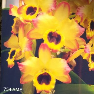 Dendrobium 754 AME