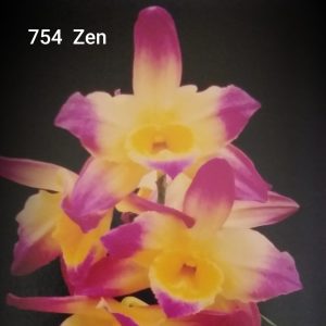 Dendrobium 754 Zen