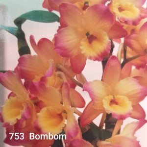 Dendrobium 753 Bombom