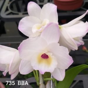 Dendrobium 735 BBA