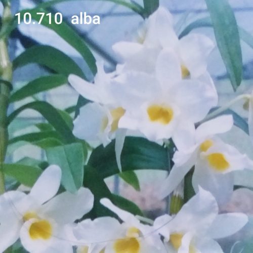 Dendrobium 10710 alba