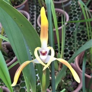 Maxillaria setigera