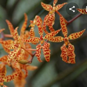 Renanthera monachica