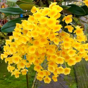 Dendrobium aggregatum