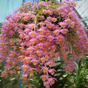 Dendrobium loddigesii