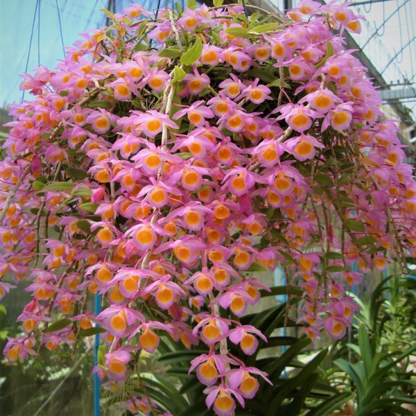 Dendrobium loddigesii