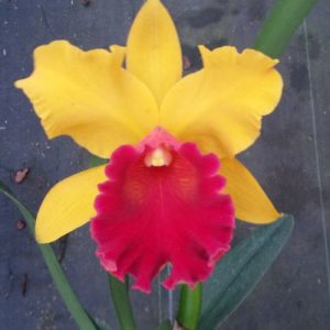 Blc. Exotic Apricot 'Jambo' Pré Adulta