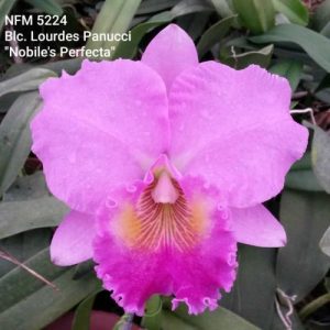 Blc. Lourdes Panucci 'Nobile's Perfecta'