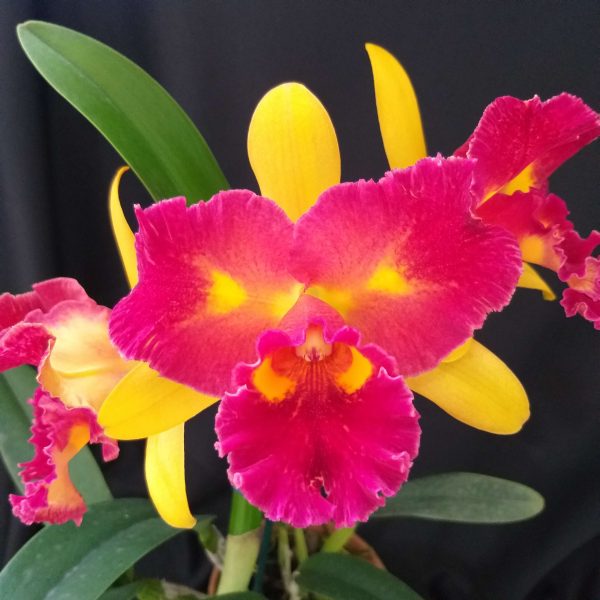 Blc. Nobile's Wildfire 'Little Eyes' - Nobile Orquídeas Guararema
