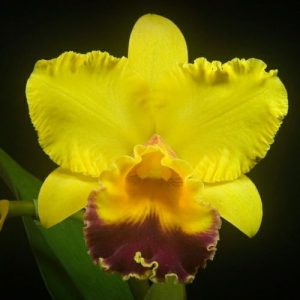 Blc. Nobile's Golden Dunes 'Anos Dourados''