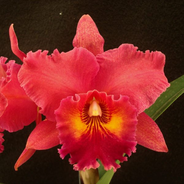 Blc. Nobile's Musa 'Carmen'