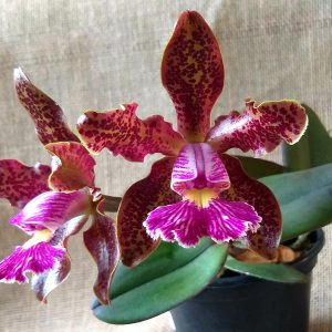 Cattleya schilleriana