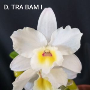 Dendrobium TRA BAM I