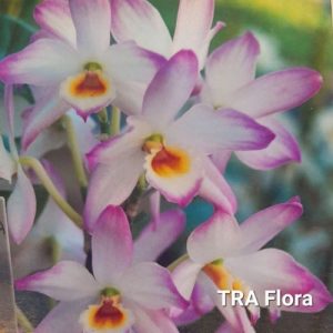 Dendrobium TRA Flora