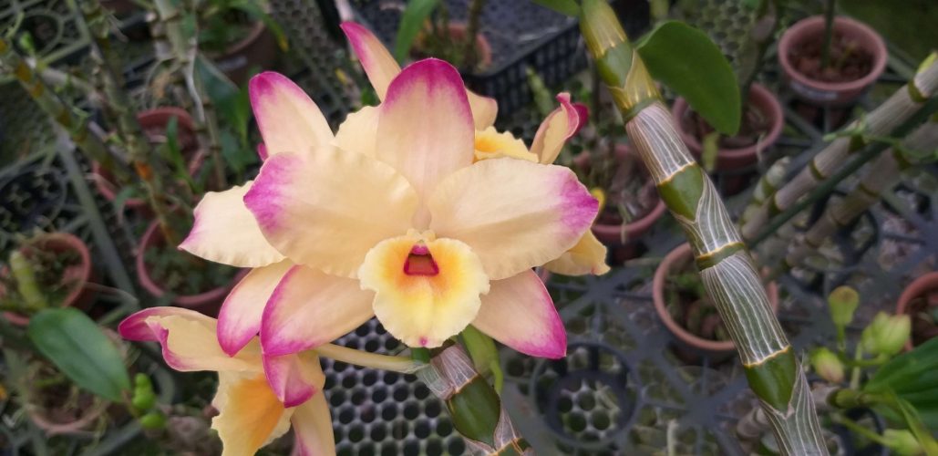 orquideas para venda